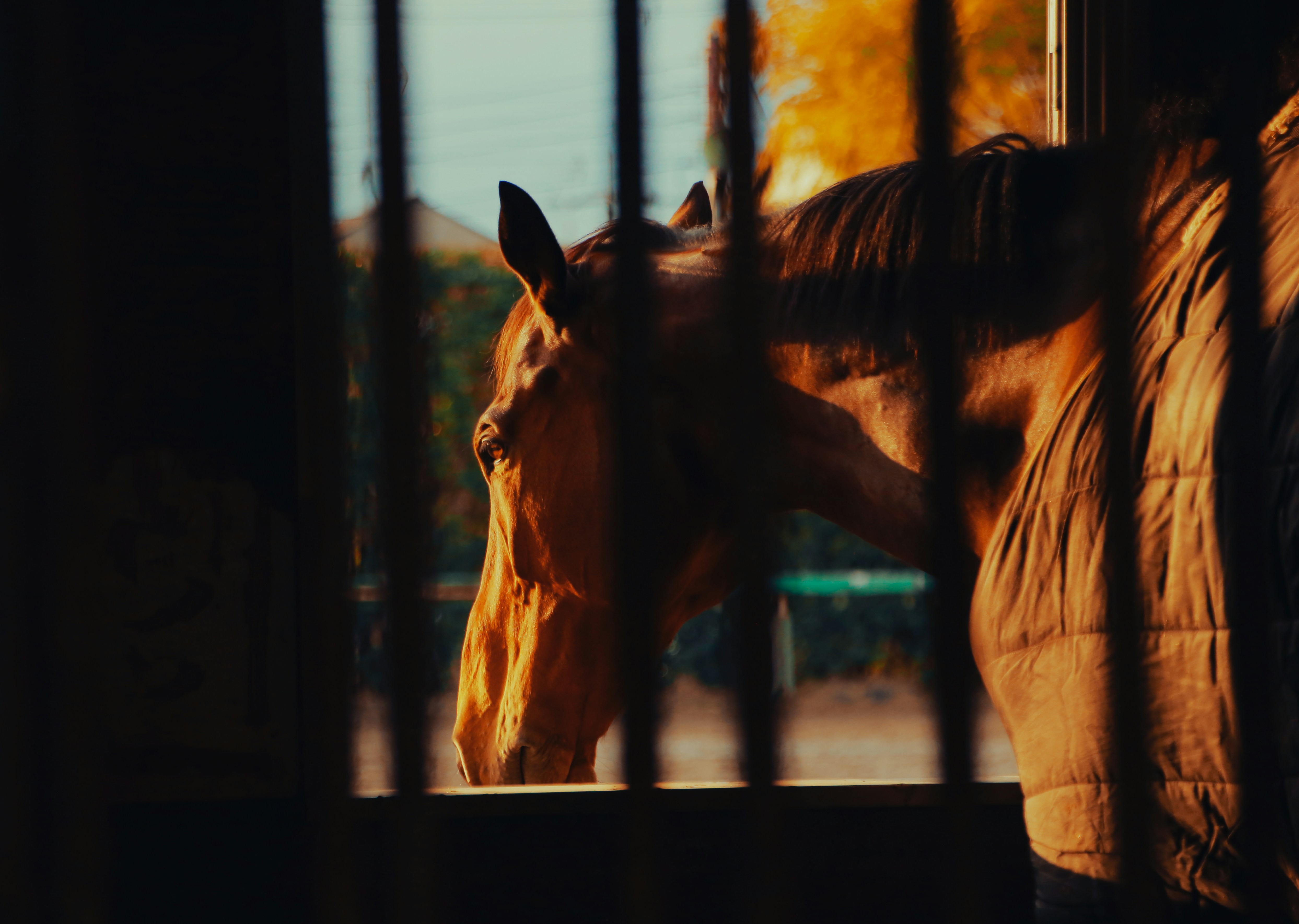 Equine Massage Therapy, Horse Bodywork, Horse Rolfing, Equine Cryotherapy, Boulder Colorado, Boulder County, Front Range Bodywork Services